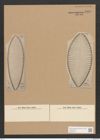 Surirella sp. (de-Toni-Nr.: Genus 53, Species 2236 ?) Zeichnungen Sammlung Grunow Nr. 4816 (NHMW-BOT-W0372972)